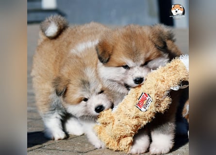 * Akita Inu - Japanische Akita langhaar Welpen, FCI registriert *