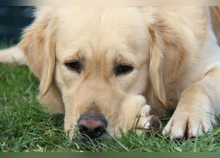 Golden Retriever Deckrüde mit FCI-Ahnentafel