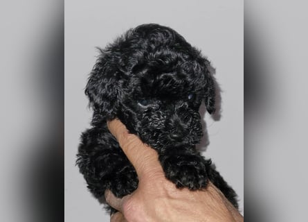 ZWERGPUDEL / TOY 2 männlich braun tan 1 schwarzes Mädchen 1 black tan Mädchen