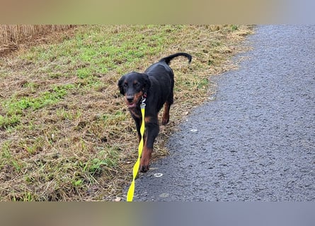Unser letztes Gordon Setter Mädchen Sally sucht nette Kuschelpartner