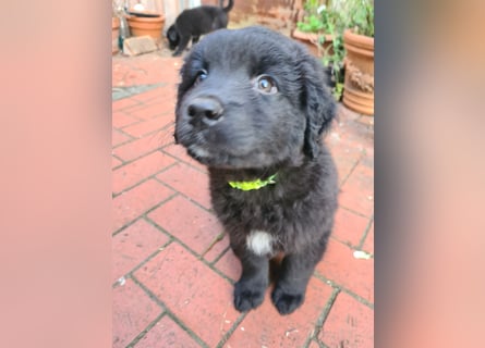 Auszug..Aussiedor F1 Familien und Therapiehund Labrador x Australien Shepherd