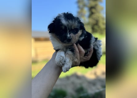 Einzigartige Mini Aussies
