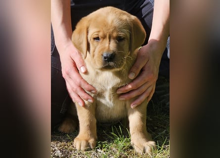 Labrador Welpen Foxred
