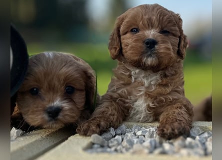 Exklusive Maltipoo Welpen im Red Apricot in Liebevolle Hände abzugeben Malteser/Pudel