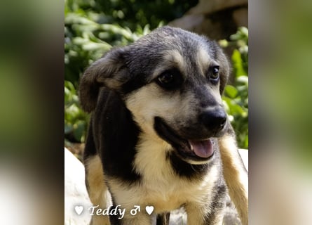 Titus und seine Geschwister suchen ab September ein Zuhause