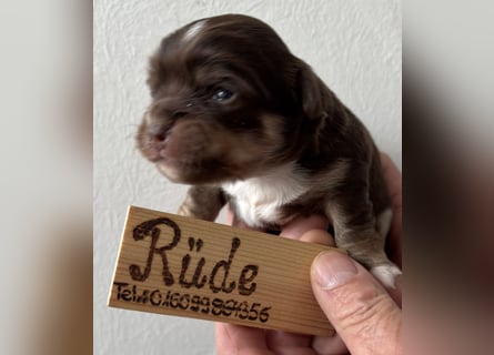 Chihuahua Welpen ab 22.08 abzugeben