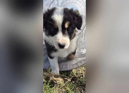 Australian Shepherd Welpen tricolor – Abgabe ab dem 28.05.2025