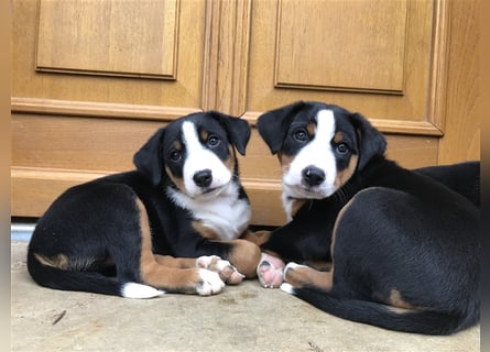 reinrassige Appenzeller Sennenhund welpen, Hündin oder Rüde, gechipt, geimpft, mehrfach entwurmt