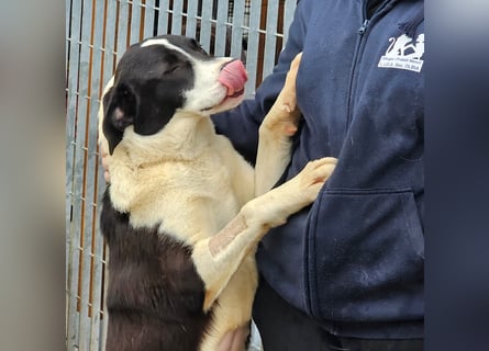 Mella - Gute-Laune-Hund