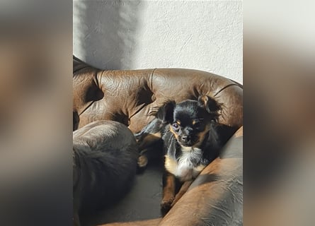 Super hübsche Black&tan langhaar Chihuahua Hündin aus bester Aufzucht