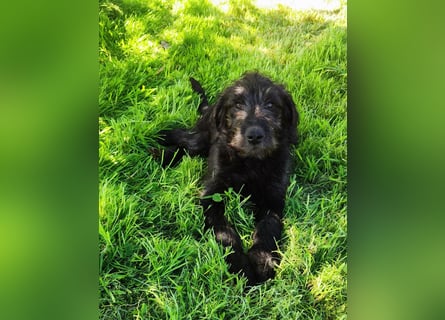 Labradoodle Silver Abgabebereit mit Papieren (Habeicaped)