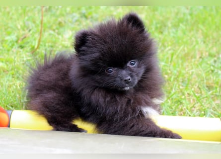 Unser sehr kleines Pomeranian Zwergspitz Mädel "Yulie" sucht Kuschelpartner