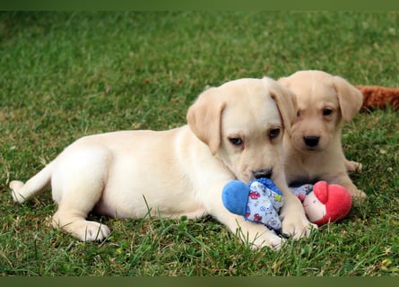 Labrador Welpen reinrassig mit Ahnentafel dürfen ab dem 25.08.25 ins neue Heim