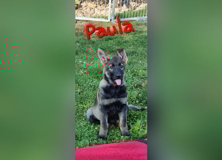 Reinrassige Schäferhund Welpen mit SV Papieren