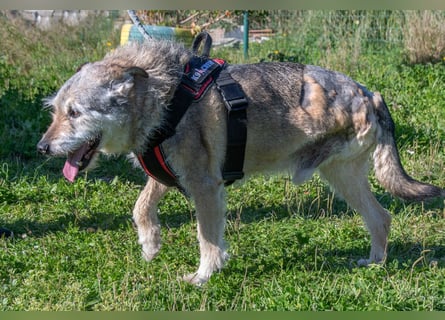 Lucky – mit Handicap