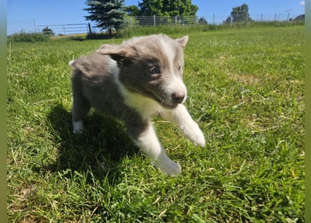 Border Collie Welpen -  Rüden