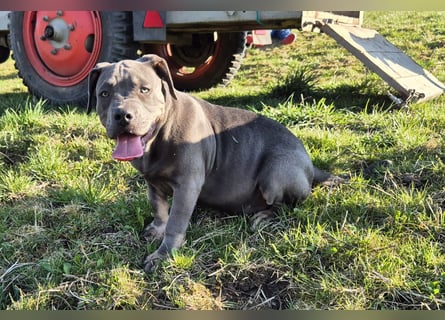 Süße Labradorweimaraner/ American Bully (Pocket)