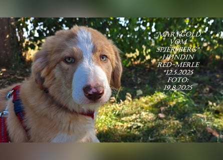 Border Collie-Welpen , black-, choco-,red-white und red-merle