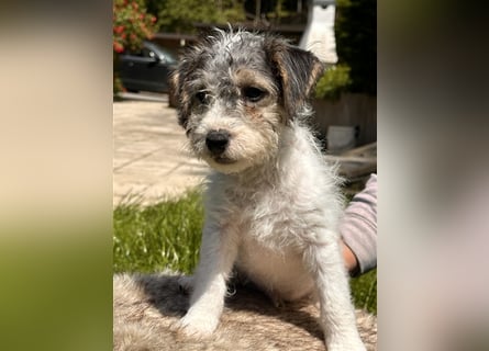 Wunderschöne Parson Jack-Russell Terrier Welpen, aus liebevoll. Hausaufzucht