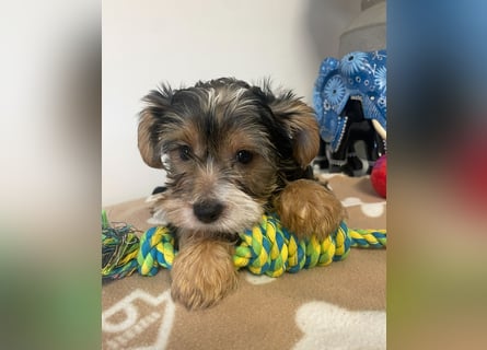 Liebe auf vier Pfoten – Yorkshire Terrier Welpen suchen ihr Für-immer-Zuhause!