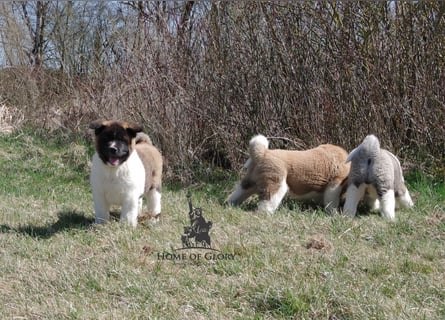 Echte reinrassige American Akita Welpen