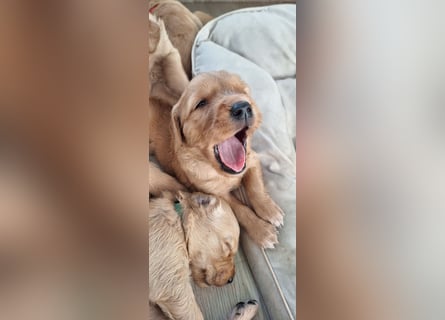 Golden Retriever Welpen
