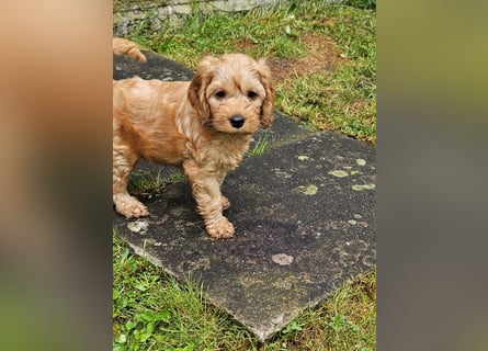 Cockapoo Welpen