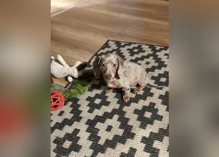 Zwergdackel,Dackel in Sonderfarben,amerikanische Zwergdackel Welpen suchen tolle Familien