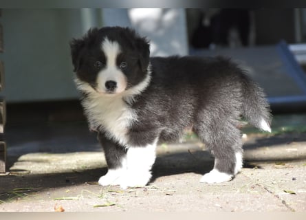 Miniature American Shepherd Welpen, Mini Aussies vom Züchter mit Papieren