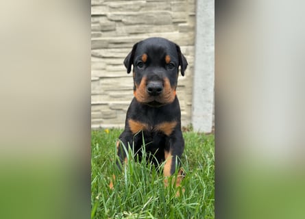 Dobermann Welpen Bohemia Gotika