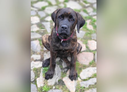 Mischlingswelben Cane Corso / Rottweiler Welpen