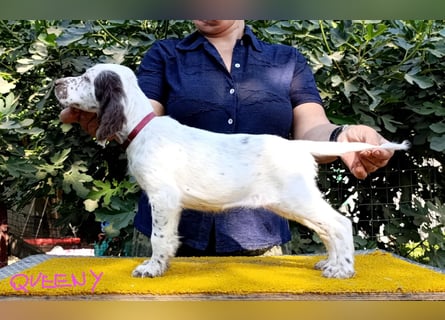 English setter Welpen (3 Rüden, 2 Hündinnen)