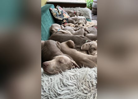 Weimaraner-Mix Welpen aus liebevoller Verpaarung – 12 kleine Wunder suchen ihr Zuhause