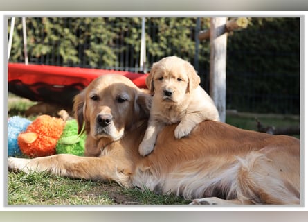 Golden Retriever Welpen vom Thüringer Wald