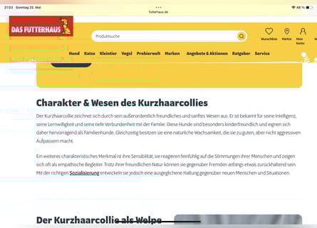 Lang- und Kurzhaar- Collie- Welpen