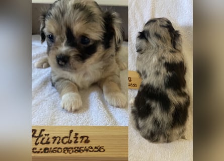 Chihuahua Welpen ab 22.08 abzugeben