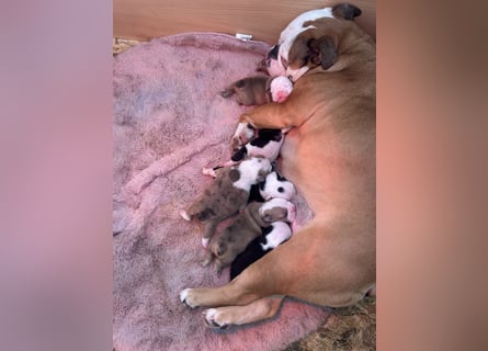 Englische Bulldoggen Welpen– 7 süße Mädels suchen bald ein Zuhause!