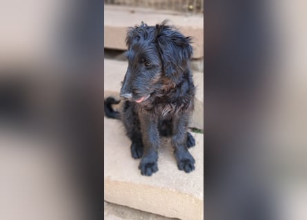 2 putzmuntere Aussiedoodles