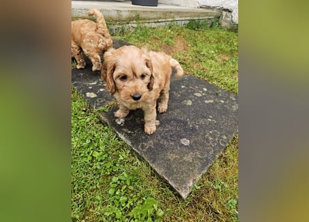 Cockapoo Welpen