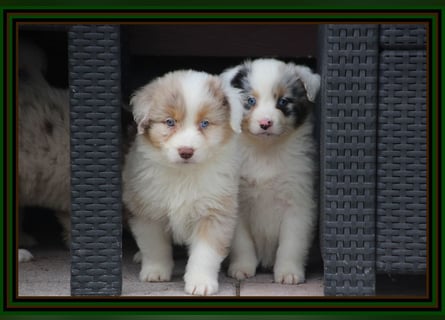 Australian Shepherd - Traumwelpen -KEINE Arbeitslinie-aus langjähriger Familienaufzucht.