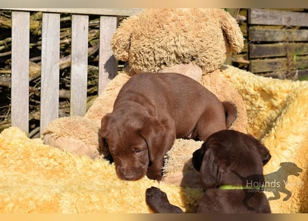 Acht reinrassige Labrador Welpen auf dem Weg in ihr neues Leben...
