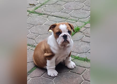 Englische Bulldogge  Welpen