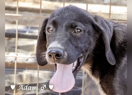 Timmy, Adam und Ajax suchen ein Zuhause