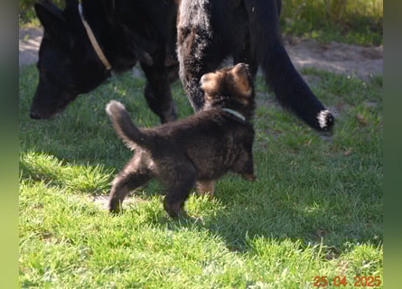 Dunkelgraue Schäferhunde aus Kör-u.Leistungzucht