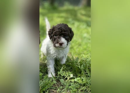 Lagotto Romagnolo, Welpen von ausgezeichneter Qualität