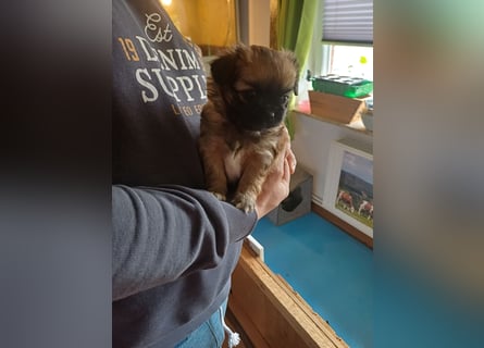 Pekinese chihuahua Mix welpen