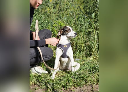 Donna: zartes, verschmustes Hundemädchen