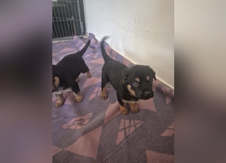 Rottweiler Schäferhund Mischling