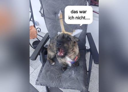 Mona – kleine Herzenshündin sucht ihr Für-immer-Zuhause