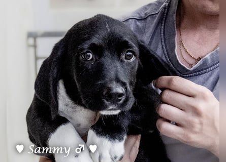 Kokonimix Tammy und Sammy suchen ein Zuhause